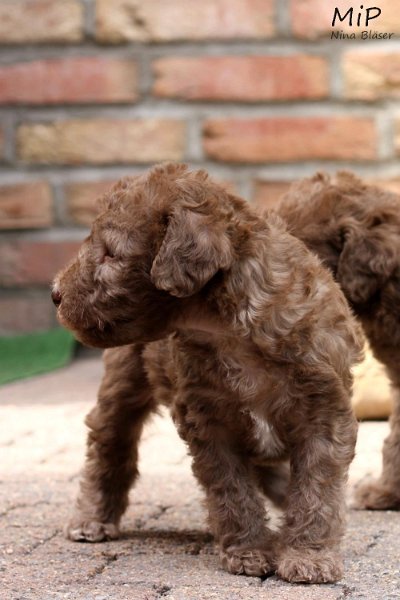 2011-05-28 Puppies Candy & Svet (59).jpg